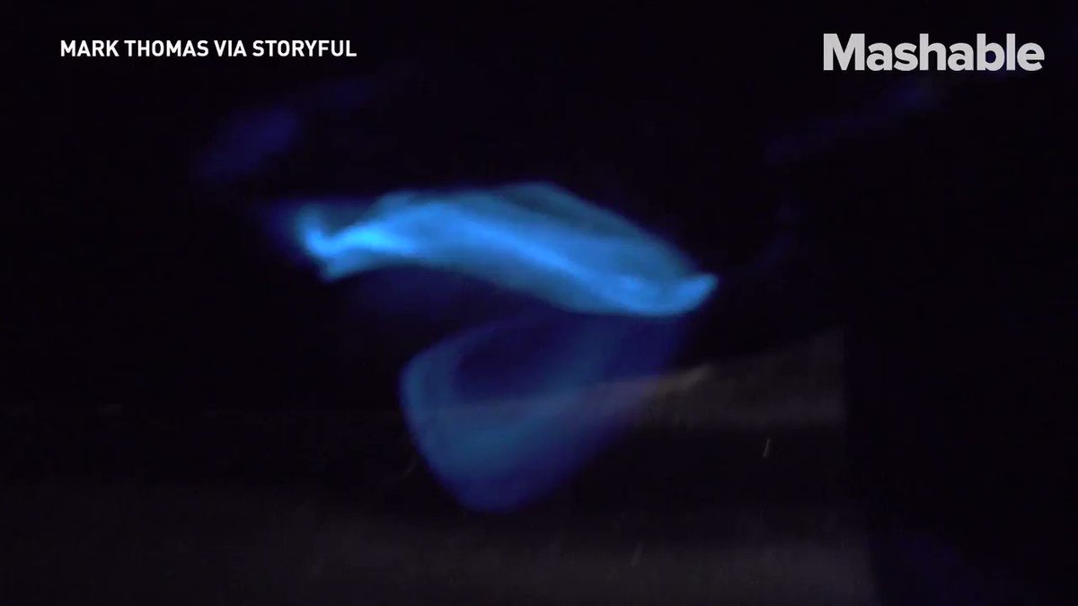 There's a very scientific reason behind the sparkle of this bioluminescent algae