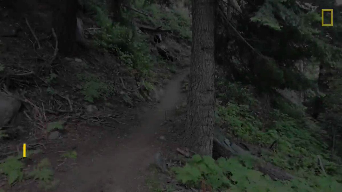 While walking to their campsite, two hikers thought they'd seen the last of this cougar—and then they looked up https://t.co/GcrIJNg3bx