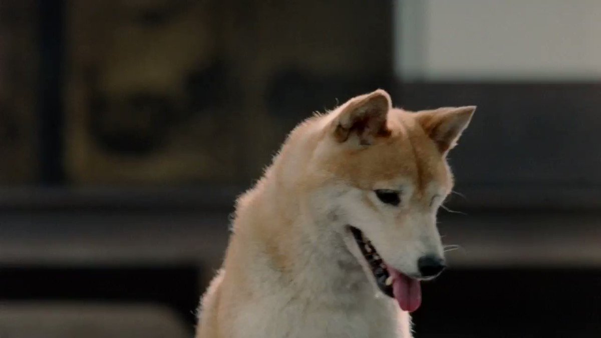 ট ইট র 波田陽区 今回 Auの三太郎cmに出演させていただいてます お供の犬役を全力で演じさせていただきました 新cm お供の不満 篇 ぜひ ご覧ください 三太郎 お供 犬 ギター侍 波田陽区