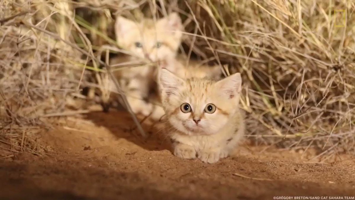 RT @NatGeo: For #InternationalCatDay, we're celebrating cats big and small—including these adorable sand cat kittens https://t.co/4G3tgOP7e2