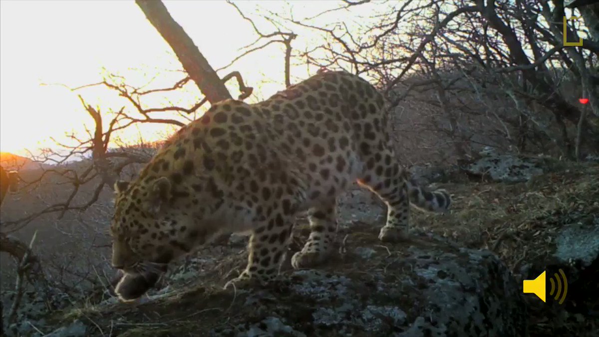 Turn your sound on to hear the territorial call of an Amur Leopard