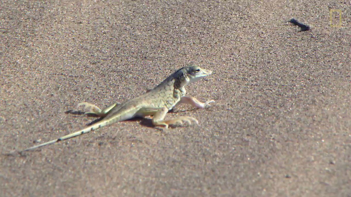 Leaping lizards! Don't miss your chance to celebrate these cold-blooded creatures on #WorldLizardDay π¦
