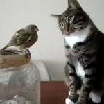 ありえないくらいソフトタッチw鳥に触りたい猫が可愛すぎるw