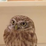 ちょっと待ってwフクロウの頭に羽さしてみたらうさぎみたいで可愛いw