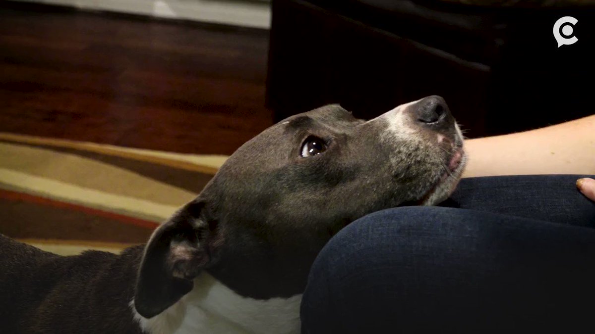 Where do military service members’ pets go when their owners are deployed?