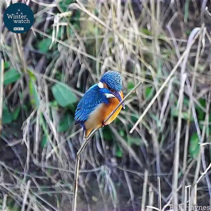 The stunning focus and balanced head of the kingfisher while hunting