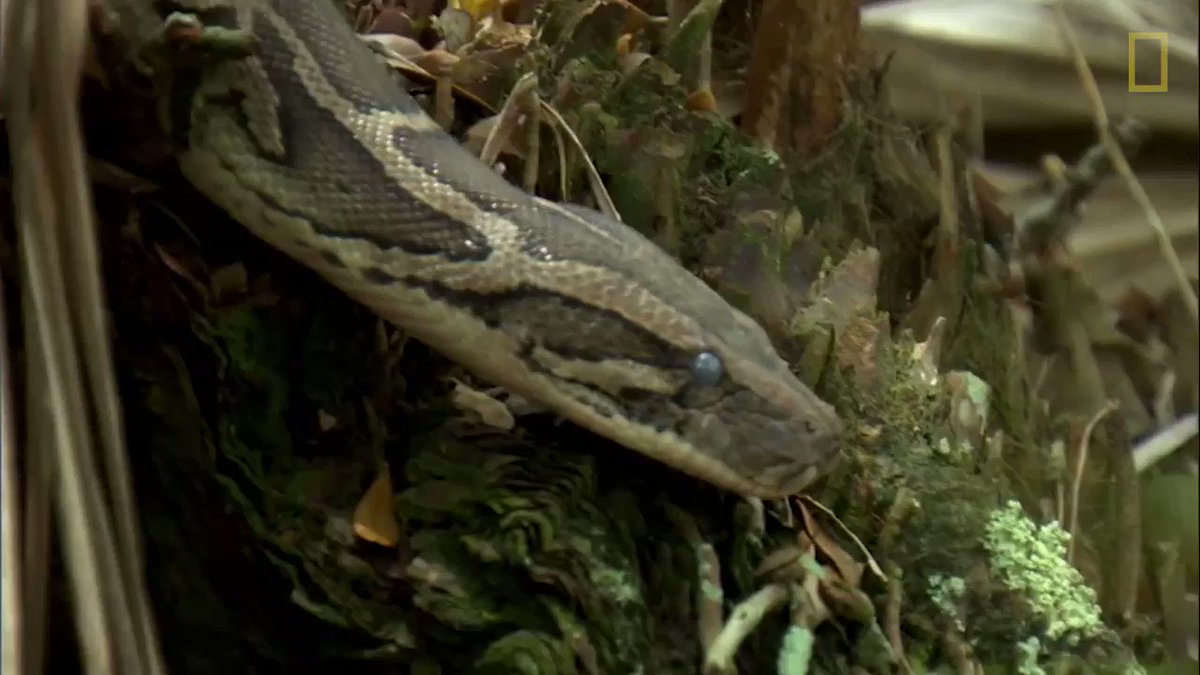 What gives snakes such a keen sense of smell? https://t.co/dCJBBVnBkn