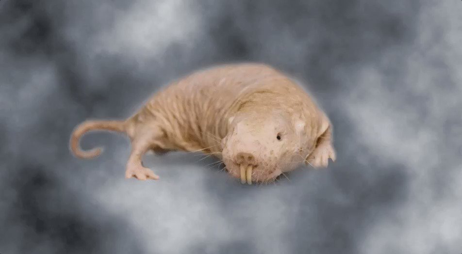 Don’t send #nudes, send a naked mole rat gif instead. https://t.co/BK35IzvH...