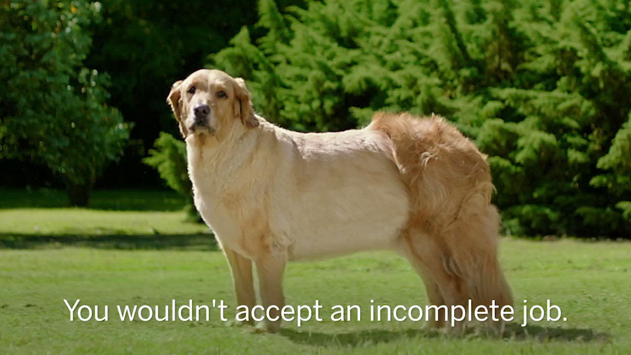 Breed Of Dog From Flonase Commercial