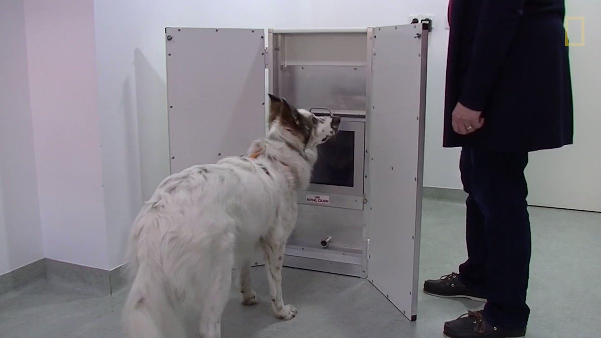 Older humans play brain games to stay active—and now dogs can, too