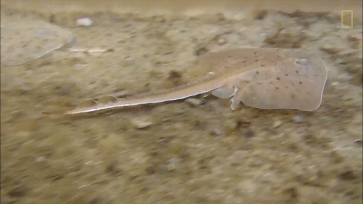 This little fish carries the same gene as fourlegged