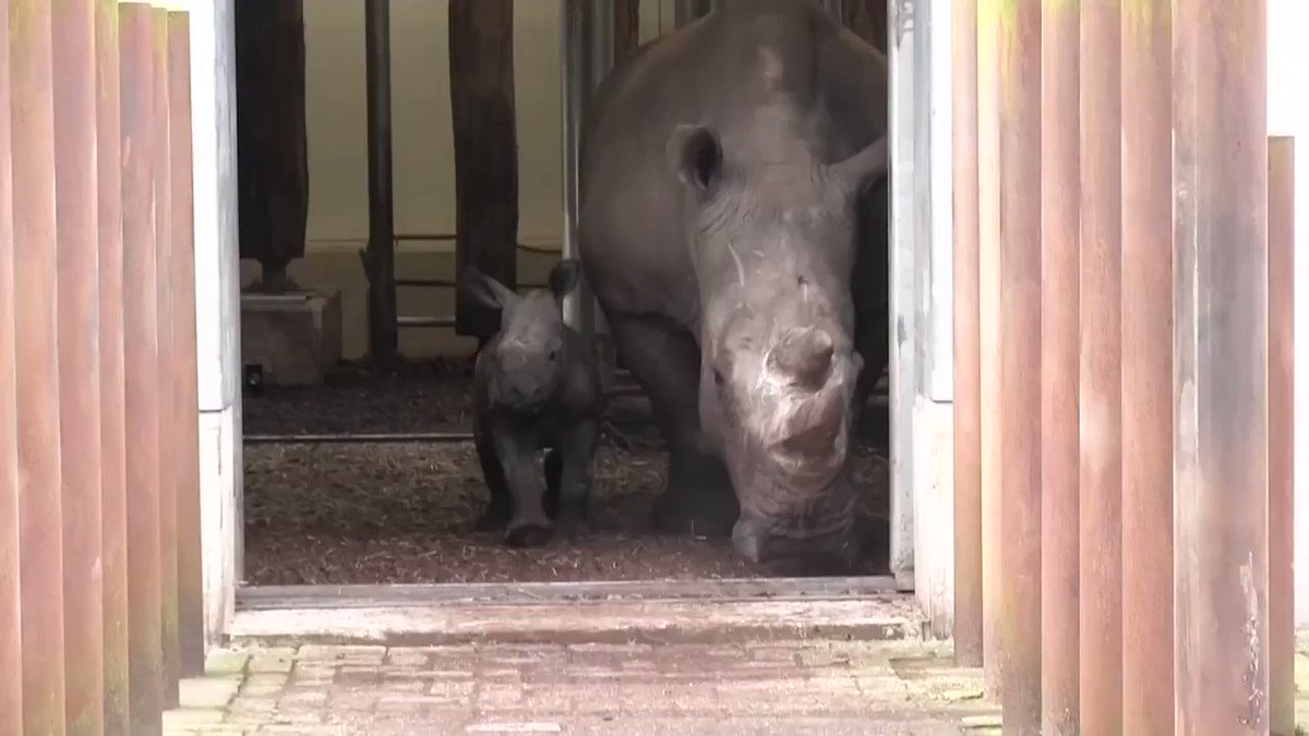 The most popular videos of 2018: Week-old baby rhino takes her first steps outside in Dutch zoo