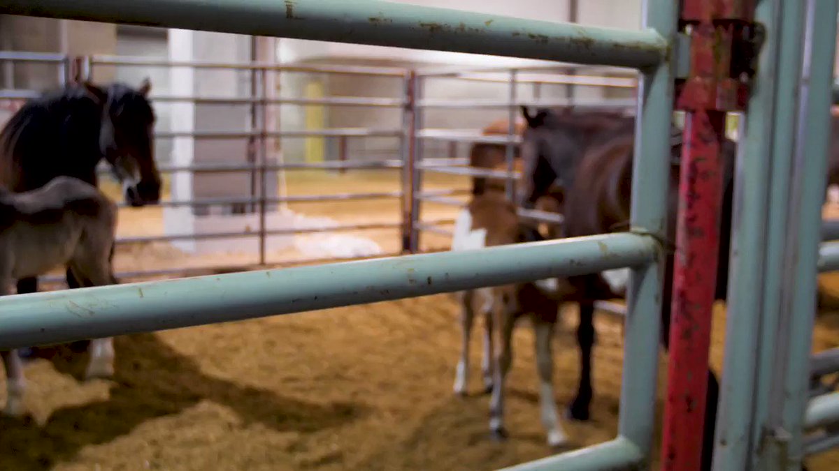 مقاطع سكس حيوانات