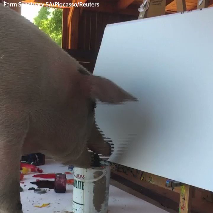 Meet Pigcasso, a very talented pig artist. 🐷 🎨
Since almost being sent to the slaughterhouse in 2016, Pigcasso has become a celebrity in the art world.
In recent years Pigcasso has managed to sell his paintings for thousands of euros.