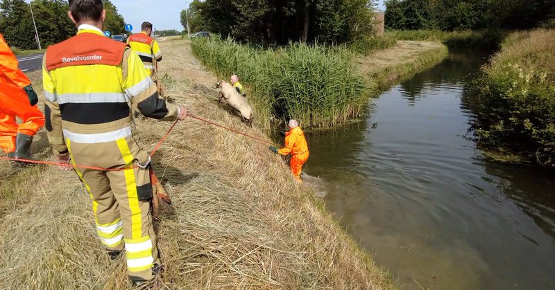 Schaap gered, duikt na wedstrijdje met brandweer sloot weer in