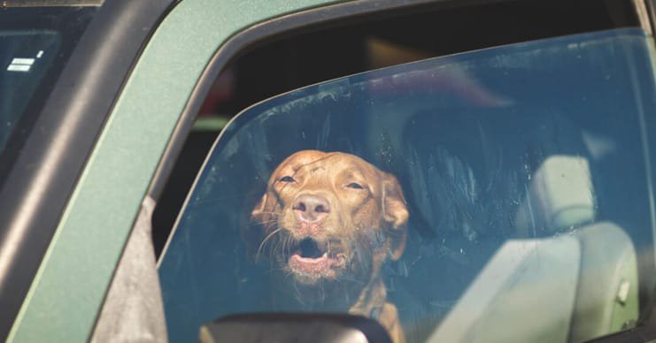 Politie redt hond uit snikhete auto bij Albert Heijn