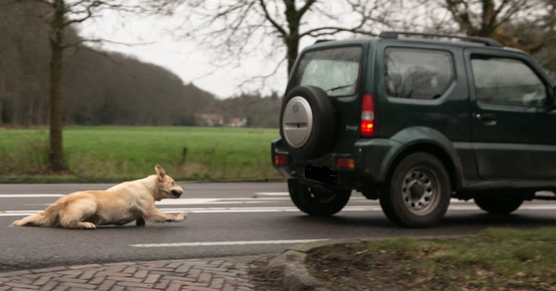 Hond achter auto gesleept in Soest
