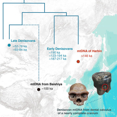 vagheesh's tweet card. A mitochondrial genome from Middle Pleistocene hominin dental calculus from northeastern China clusters with mtDNAs of early Denisovan individuals in Siberia, linking a nearly complete cranium to...