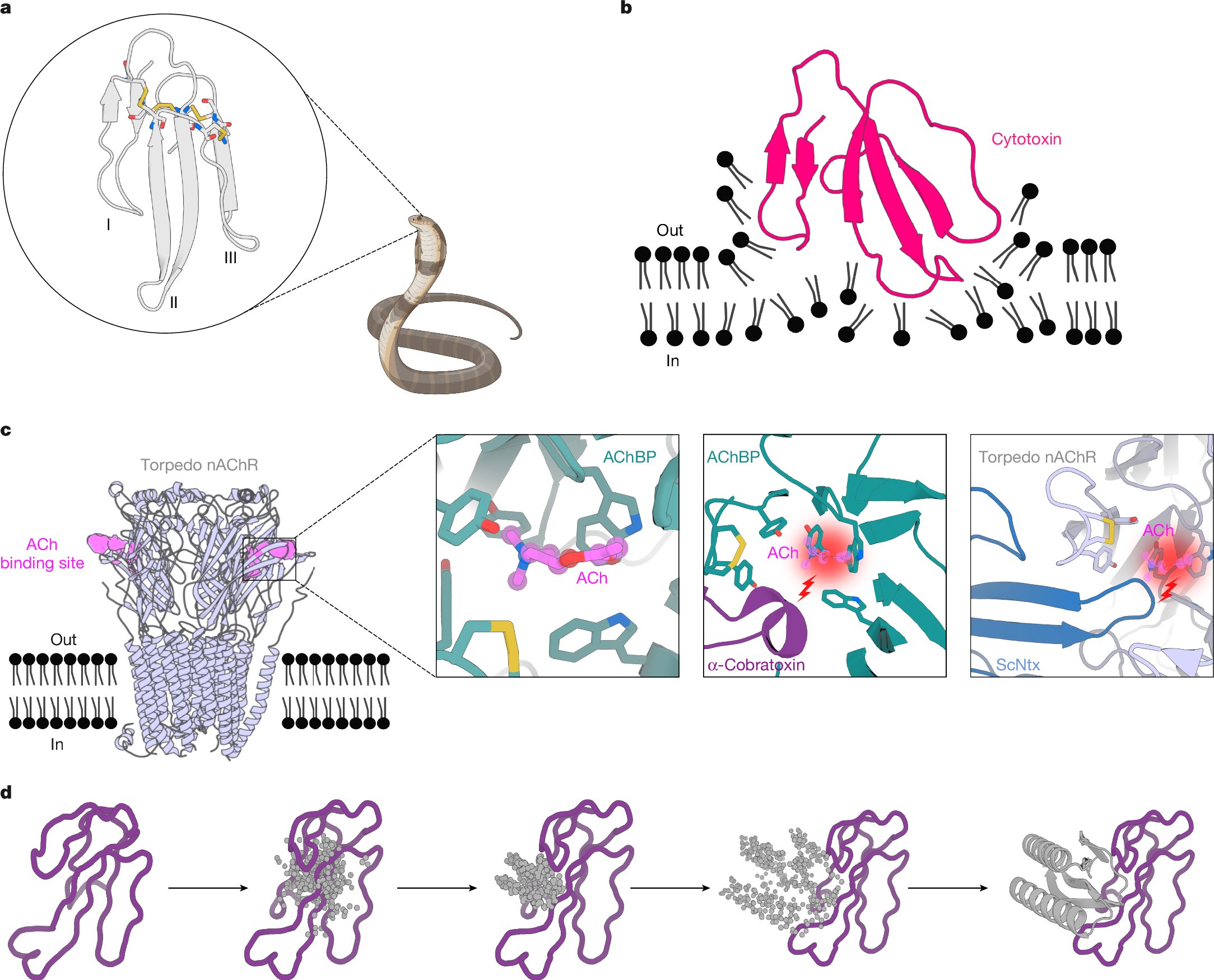 vagheesh's tweet card. Nature - Deep learning methods have been used to design proteins that can neutralize the effects of three-finger toxins found in snake venom, which could lead to the development of safer and more...