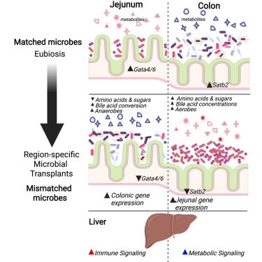 GMFHx's tweet card. Fecal microbiota transplants (FMTs) may not always effectively restore small bowel microbiota due to regional differences in gut environments, potentially causing unintended effects on metabolism and...