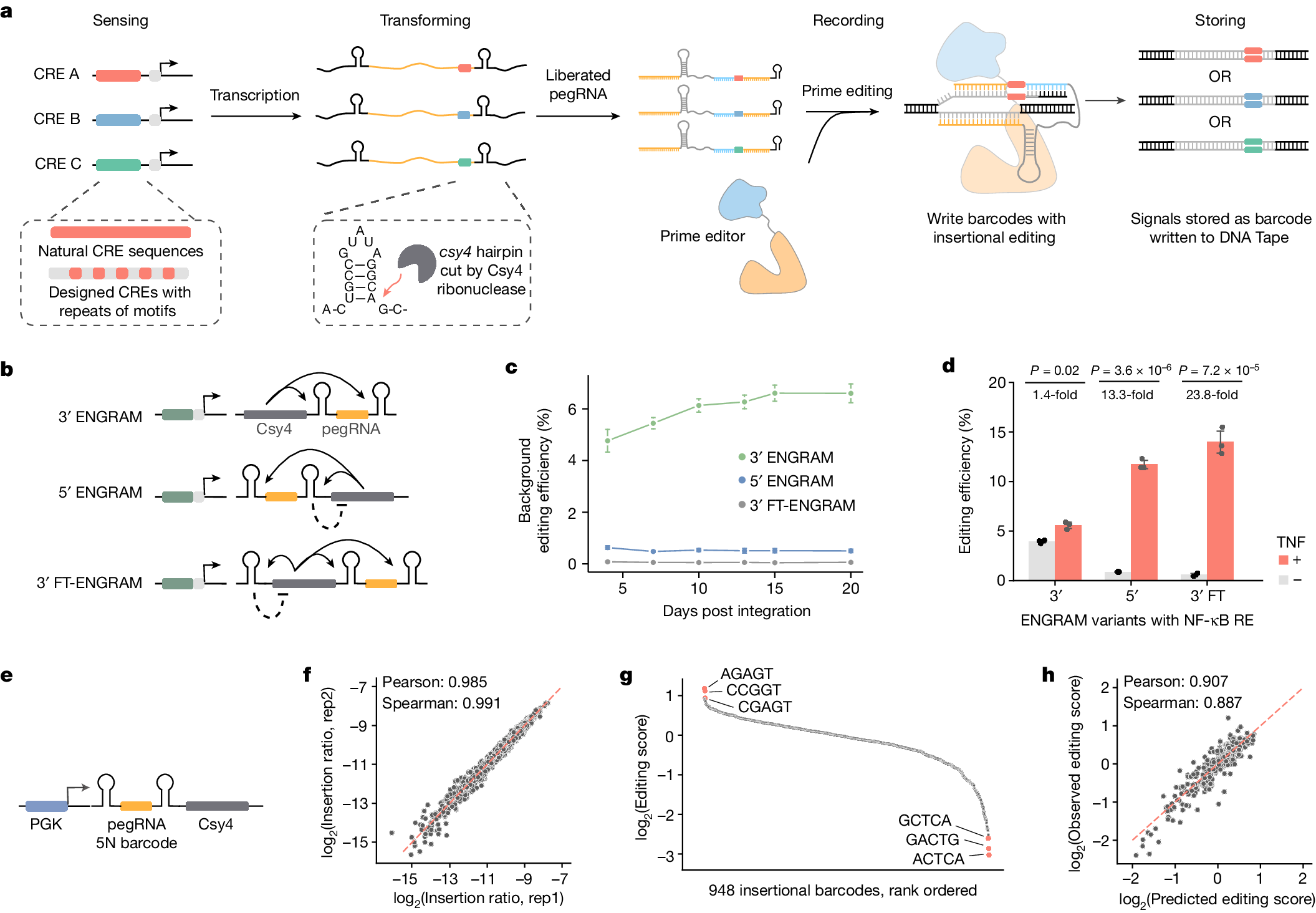 wchenomics's tweet card. Nature - Enhancer-driven genomic recording of transcriptional activity in multiplex (ENGRAM) is used for multiplex recording of the cell-type-specific activities of dozens to hundreds of...