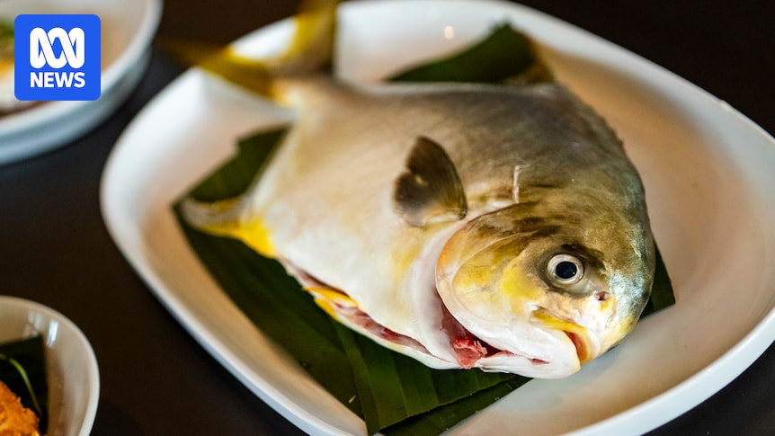 BronGillanders's tweet card. The CSIRO unveils new fish variety that could one day make a splash on dinner tables across Australia. They are working on developing a sustainable, profitable and eco-friendly farmed fish using an...