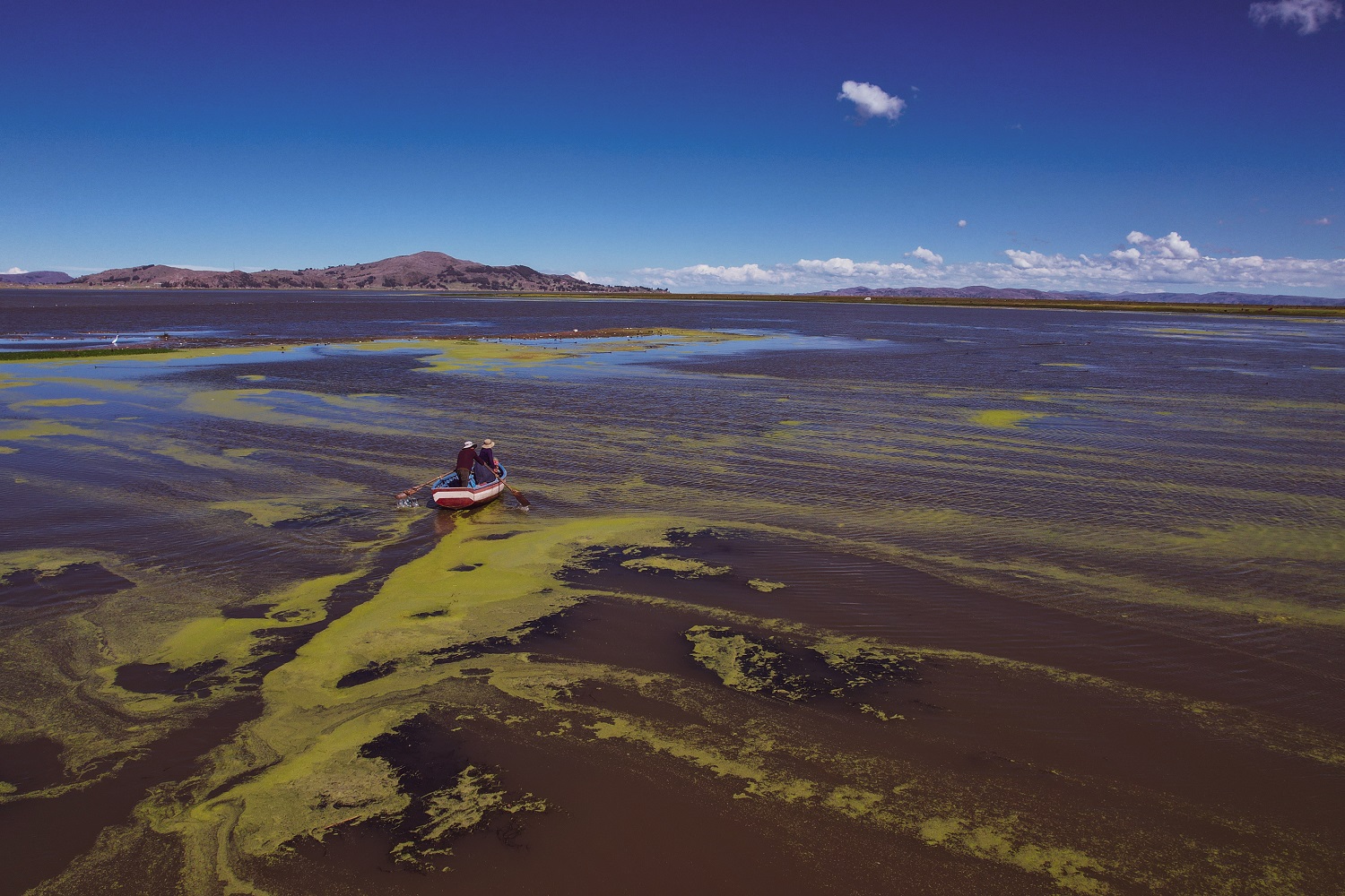 ConvocaPe's tweet card. Todos los ríos que desembocan en el lago Titicaca están contaminados con metales pesados, residuos fecales y basura, situación que ha generado consecuencias negativas en la salud de los pobladores...