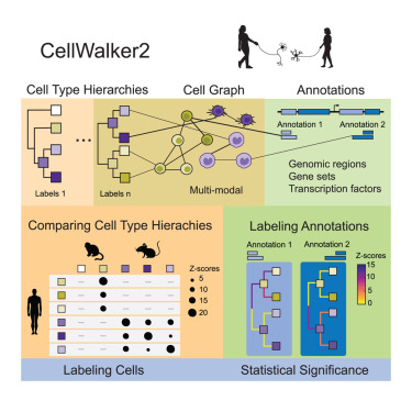 CellGenomics's tweet card. Hu et al. present CellWalker2, a graph-based model that improves comparisons of cell types across contexts and species. By integrating multimodal single-cell data and modeling hierarchical cell-type...