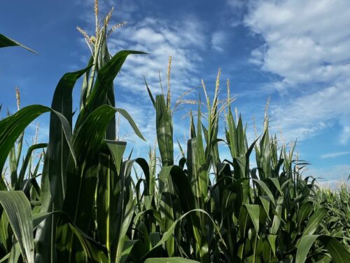 BRNAgNews_Brent's tweet card. An extension agronomist says there are some pollination concerns across parts of the Corn Belt. Meaghan Anderson with Iowa State University says several Midwestern states have some reported cases of...