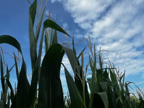 BRNAgNews_Carah's tweet card. The corn product manager and agronomist with Peterson Farms Seed says conditions have been good for the corn in South Dakota as it starts to tassel. Rick Swenson says rains have been timely and he’s...
