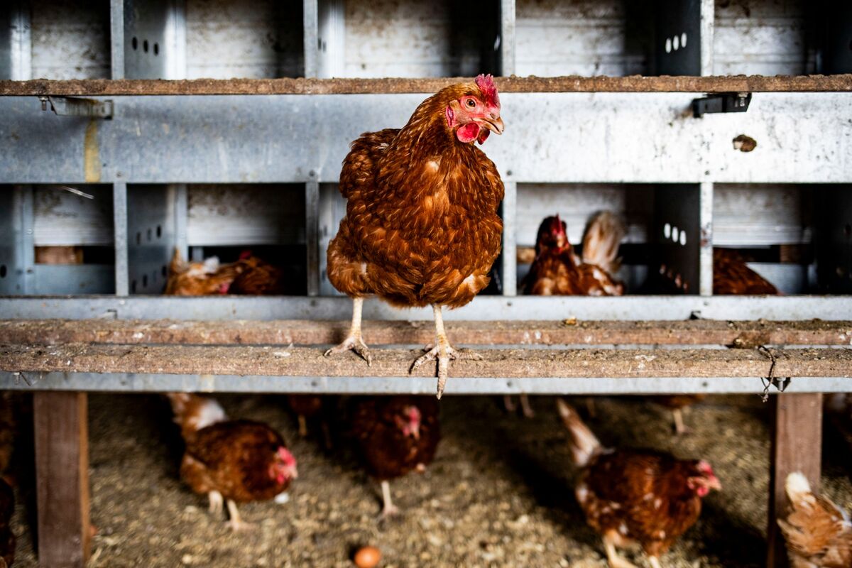 FayCortez's tweet card. The US Centers for Disease Control and Prevention ended its emergency response for bird flu as the outbreak that sickened dozens of people, spread to cattle and drove up egg prices has abated.