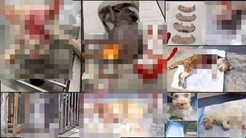 SimLip's tweet card. Guard the bottom line of human nature! China urgently needs an "Anti-Animal Cruelty Law"