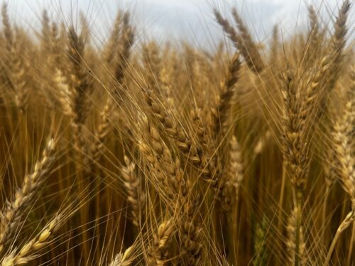 BRNAgNews_Jared's tweet card. A southwestern Illinois farmer says the wheat harvest was exceptional. Garrett Hawkins, who farms in Monroe County and serves as president of the Illinois Corn Growers Association, tells Brownfield,...
