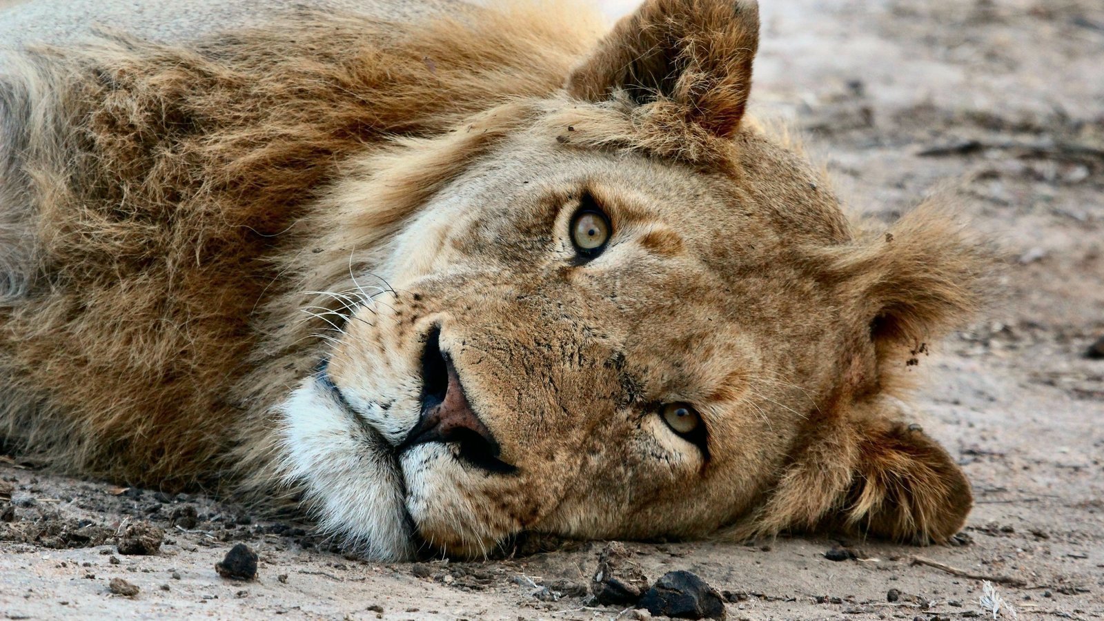 LIONAID's tweet card. Ban lion trophy hunting imports into the UK