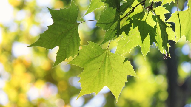 EPFL_en's tweet card. Plane trees in cities have an important cooling effect even in extreme heat, according to a new study conducted by EPFL and the Swiss Federal Institute for Forest, Snow and Landscape Research (WSL)....