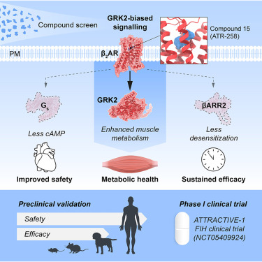 SableSys's tweet card. Design of compounds with divergent signaling reveals GRK2-biased β2AR agonists that demonstrate efficacy and safety in preclinical models of metabolic disease and are well tolerated in a phase 1...