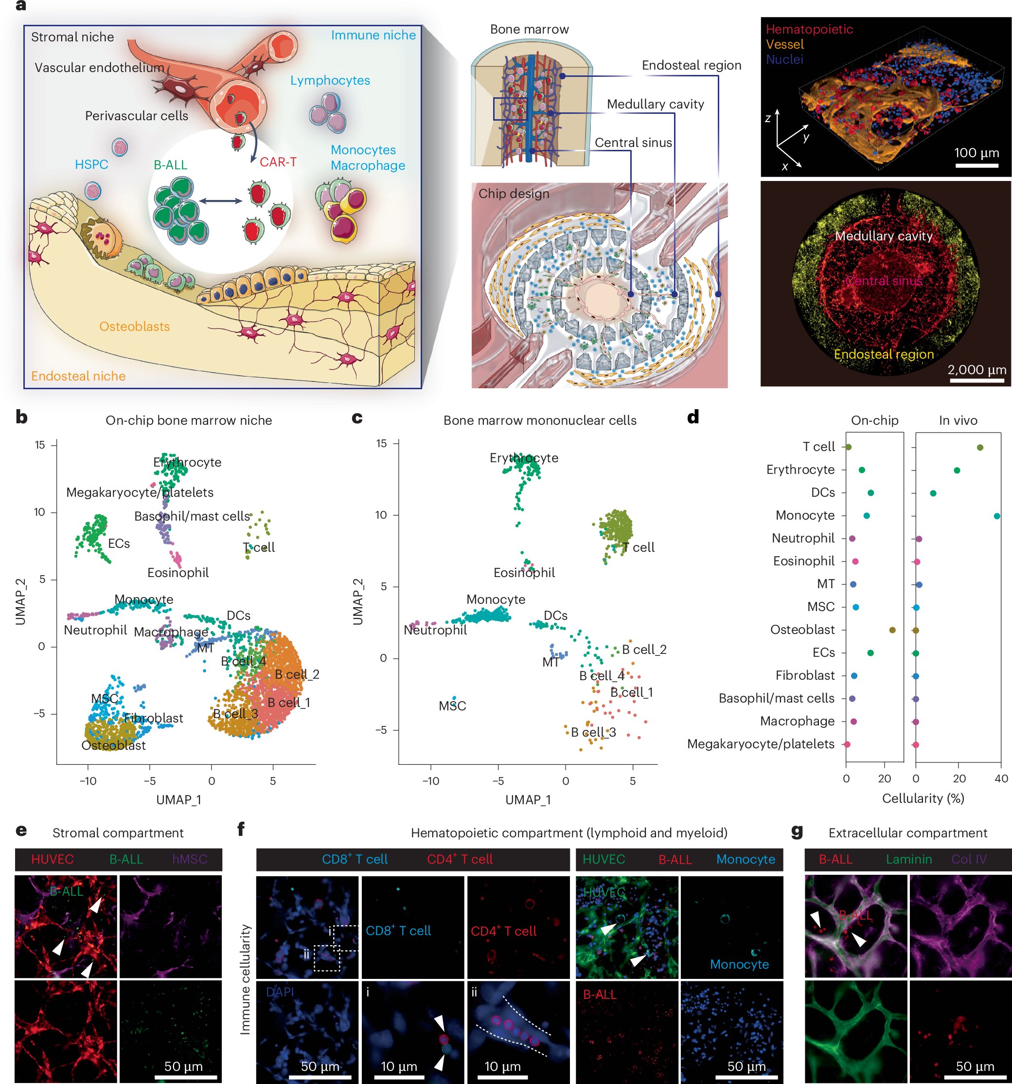 iannisaifantis1's tweet card. Nature Biomedical Engineering - An ex vivo organotypic and immunocompetent human leukaemia chip system is used for CAR T cell therapy modelling and screening of patient response.