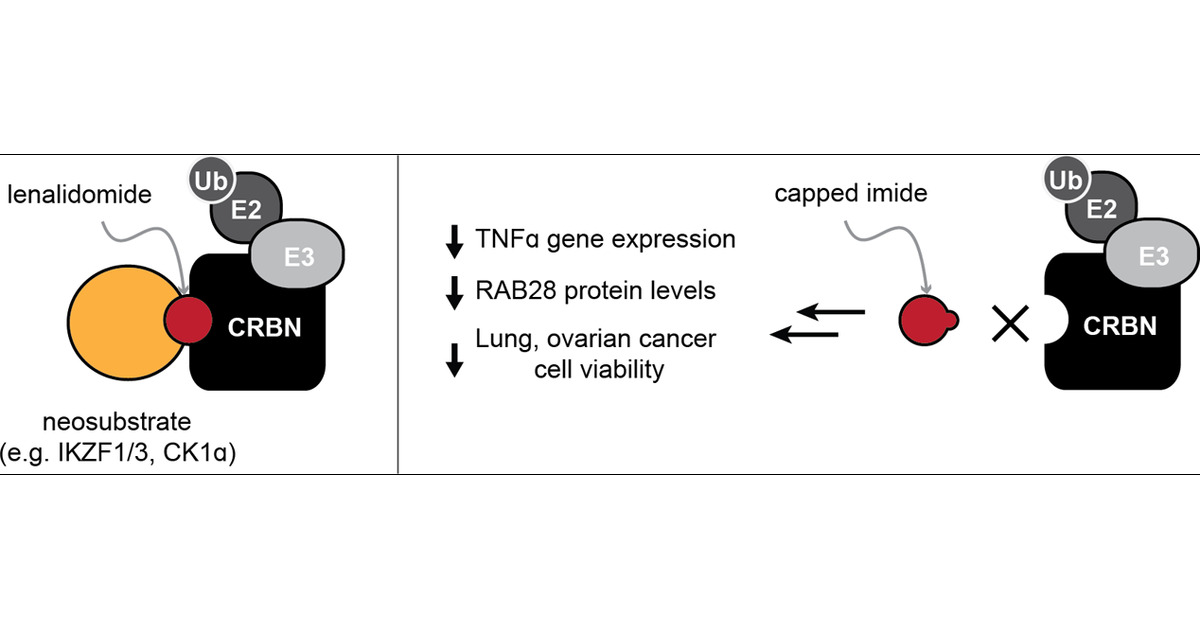 thewoolab's tweet card. Lenalidomide is a thalidomide derivative that engages the E3 ligase substrate receptor cereblon (CRBN) to promote targeted protein degradation. Lenalidomide possesses a glutarimide moiety, which is...
