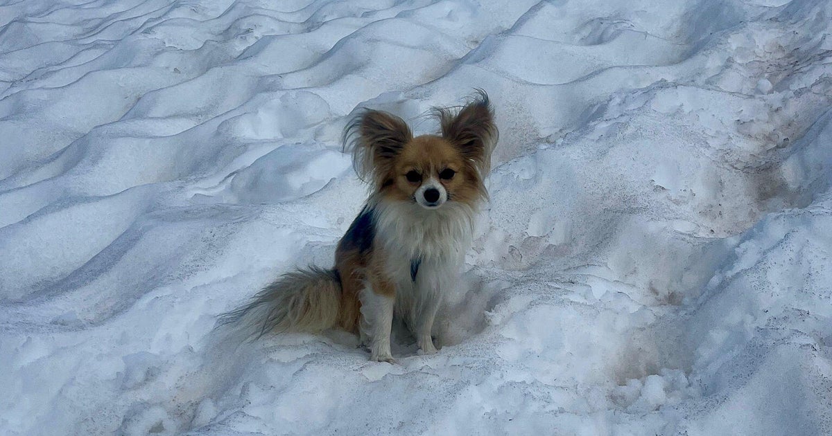 SwissEmbassyUSA's tweet card. Rescuers are crediting a hiker's long-haired Chihuahua for helping them find him in a crevasse after he plunged into a Swiss glacier.