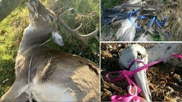 mrfavus's tweet card. Ban balloon releases at events to protect wildlife