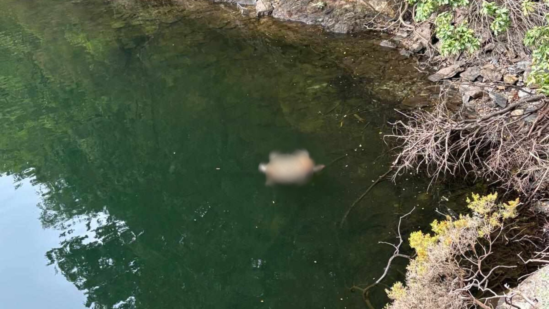 enfoquesgal's tweet card. El pasado 12 de julio saltaba la noticia de que un perro había sido encontrado ahogado en el embalse de A Ribeira
