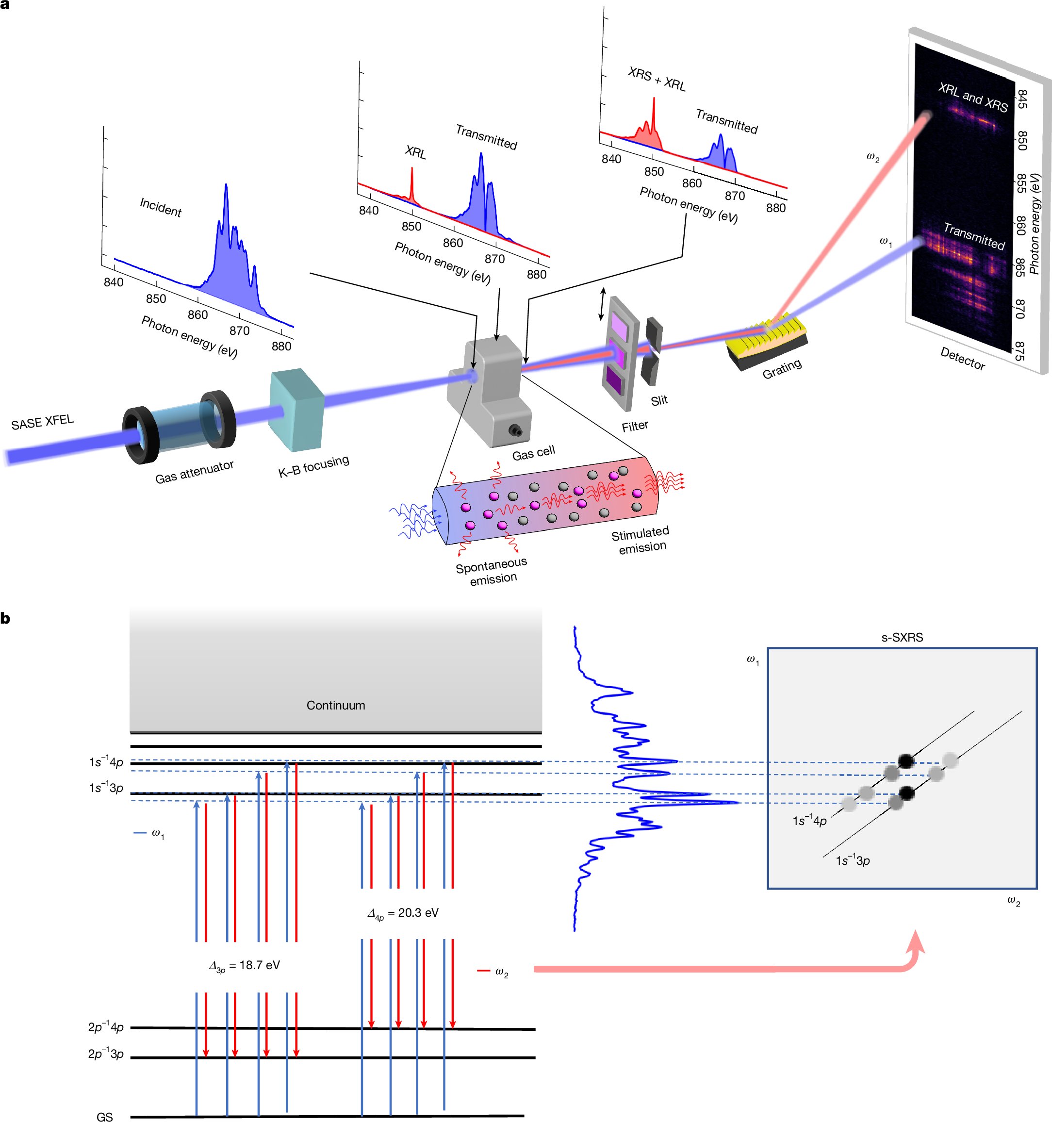 Nature's tweet card. Nature - A high-resolution spectroscopic tool is demonstrated using the stochastically fluctuating intensity spikes in time and energy domains of a self-amplified spontaneous emission X-ray...
