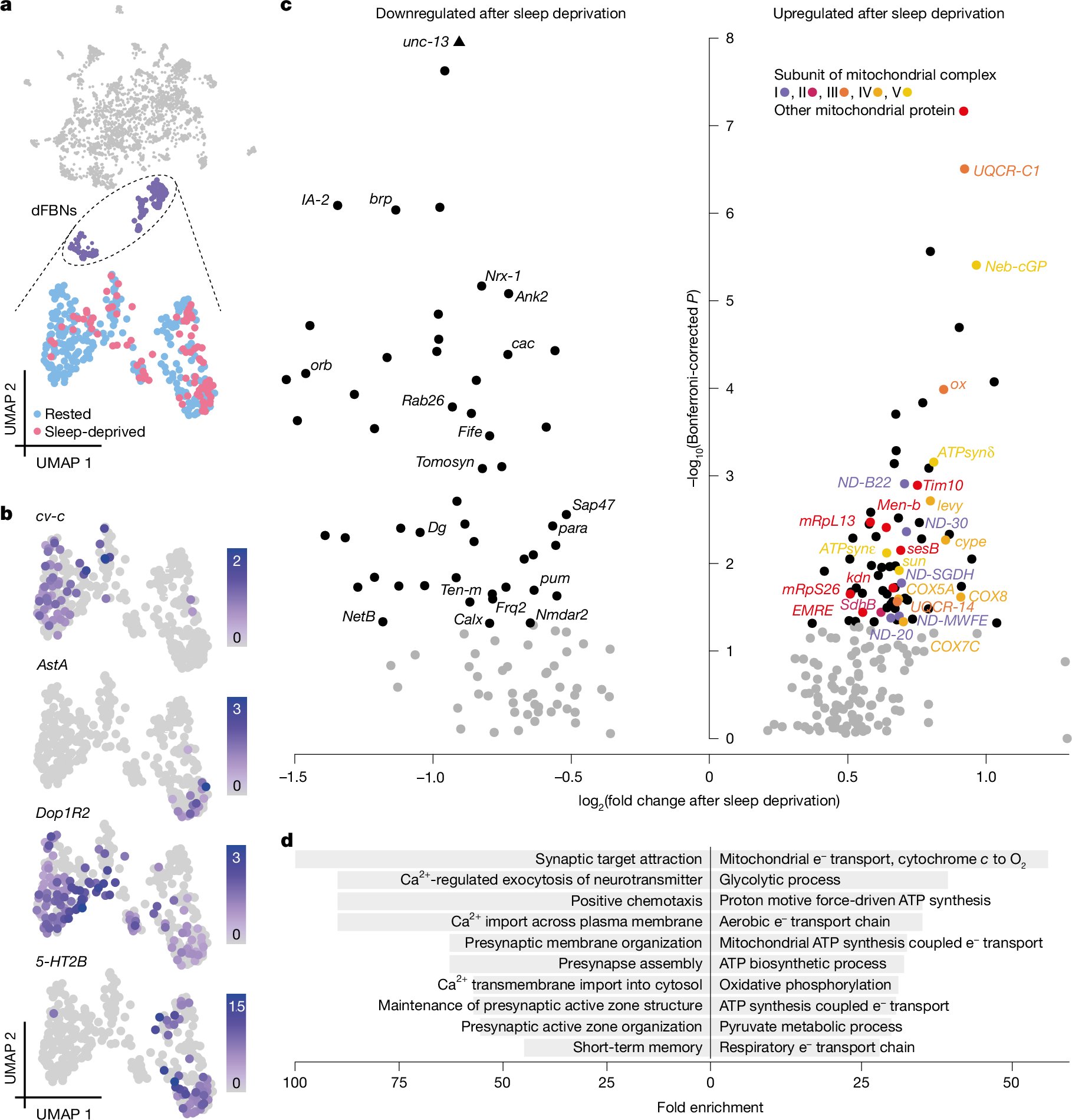 Nature's tweet card. Nature - Research on Drosophila neurons shows links between the need to sleep and aerobic metabolism, indicating that the pressure to sleep may have a mitochondrial origin.