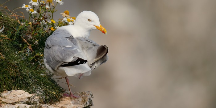 shefbirdstudy's tweet card. On Scotland’s Isle of May new research reveals how Lesser Black-backed, Herring and Great Black-backed Gulls divide their feeding grounds.