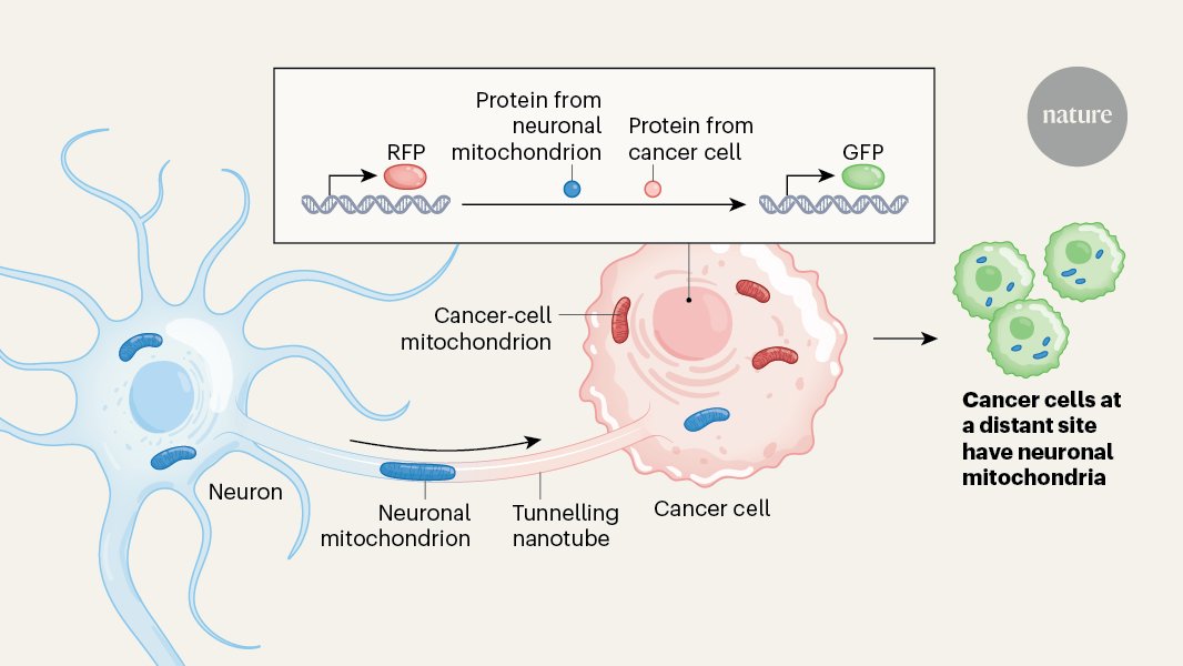 NatureNV's tweet card. Nature - Neurons often receive organelles called mitochondria from other cells. It emerges that neurons donate mitochondria that support cancer-cell spread.