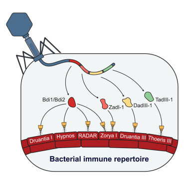 cellhostmicrobe's tweet card. Costa, van den Berg, Esser, et al. identify two broad and three specific anti-defense genes by examining variable regions of Pseudomonas phage genomes. These inhibitors neutralize diverse bacterial...