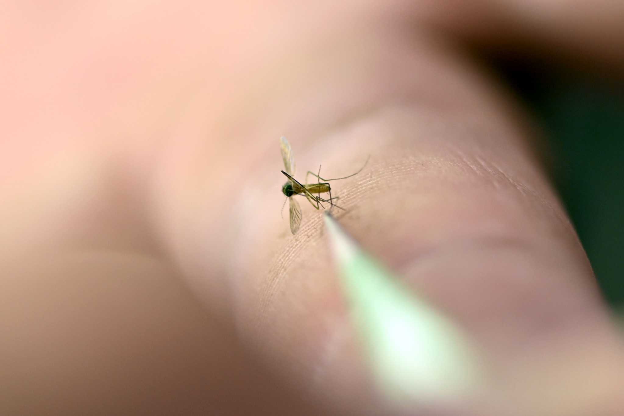 ChronFalkenberg's tweet card. There will be blood. A Texas A&M scientist experiments with gene editing to control deadly mosquito populations -- and finds poking them under the microscope oddly satisfying. 