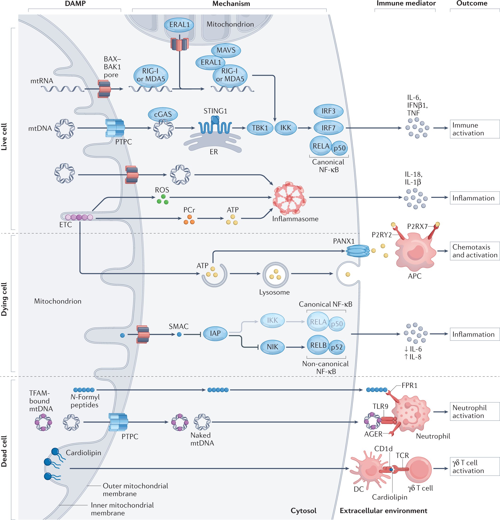 Madam_Mito's tweet card. Nature Reviews Immunology - Lorenzo Galluzzi and colleagues discuss the molecular mechanisms through which mitochondrial dysfunction elicits inflammatory reactions, the cellular pathways that are...