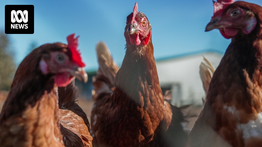abc730's tweet card. With Australian officials closely monitoring local outbreaks of avian influenza, and another highly pathogenic strain wreaking havoc overseas, experts in infectious disease and public health say this...