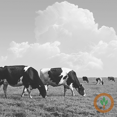 BRNAgNews_Larry's tweet card. Cash dairy prices were mixed Friday on the Chicago Mercantile Exchange.    Dry whey was up $0.0050 at $0.5675.  Two sales were recorded at $0.5675 and $0.5750.  Forty-pound cheese blocks were down...